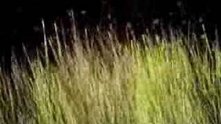 Erin Mckeown - BlackBirds