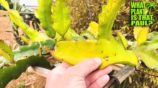 How Does DRAGON FRUIT Respond to PRUNING / 4 WEEKS Later / DARK STAR / NEW HEALTHY GROWTH