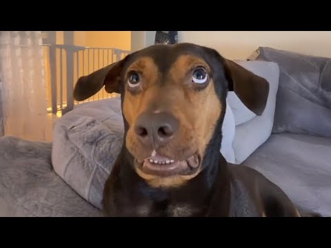 Si vous envisagez d'acquérir un chien... eh bien...