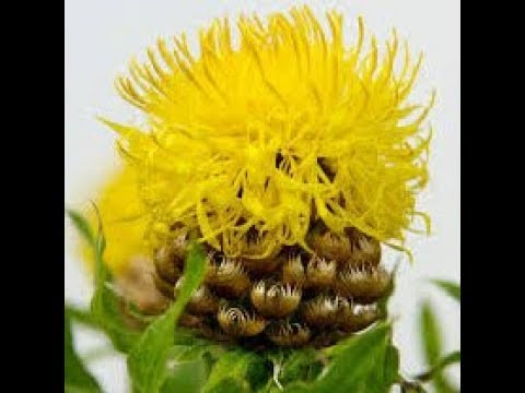 How to collect Lemon Fluff (Centaurea macrocephala) Flower Seed