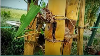 Download lagu The king of yellow bamboo,❗in the Kramat cemetery area,,if you are strong, TAKE IT ‼️ mp3