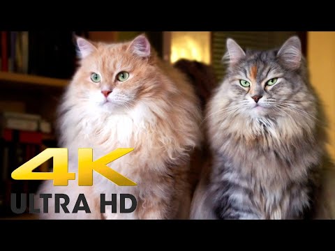4K 10 bit color Amazing African cat. Part 3 - African Wildlife Video