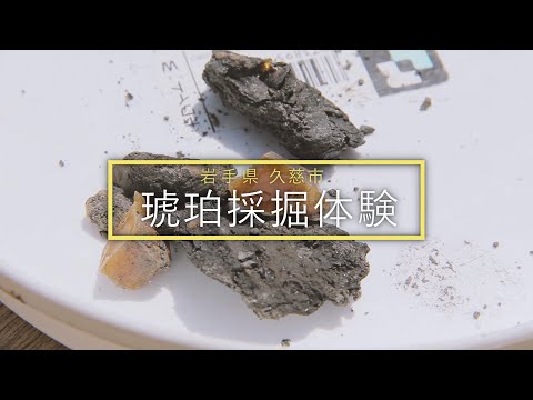 琥珀や化石が見つかるかも【琥珀採掘体験】