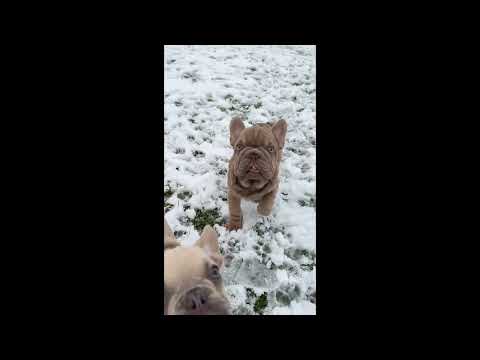 Perros Bulldog Francés en venta