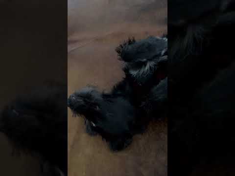 Peach auf Pflegestelle 05.10.2022 (4) - New Home for Strays e. V.