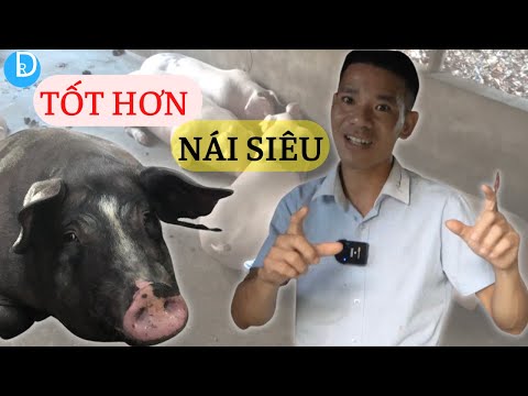 , title : 'Giống Nái này còn tốt hơn Nái Siêu nhiều'