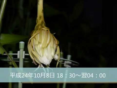 月下美人2012.10.08 （gekkabijin）
