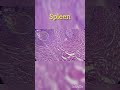 SPLEENunder Microscope Histology Slide Show