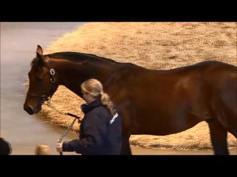 TBA Stallion Parade 2016  - COACH HOUSE