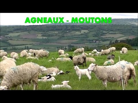 comment monter un elevage ovin