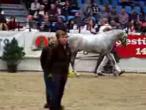 Auktion Prämienhengst Come and Fly von Cornet Obolensky-Calido I Körung 2013 in Neustadt/Dosse