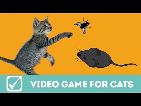 Video Games for cats, mouse and fly. NEW 2020