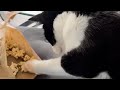 Typical Tuxedo Cat Behaviour