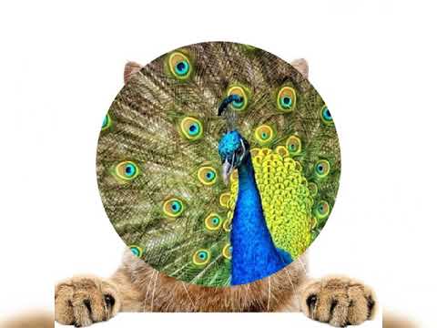 shorts all animal show. #viral_shorts_video