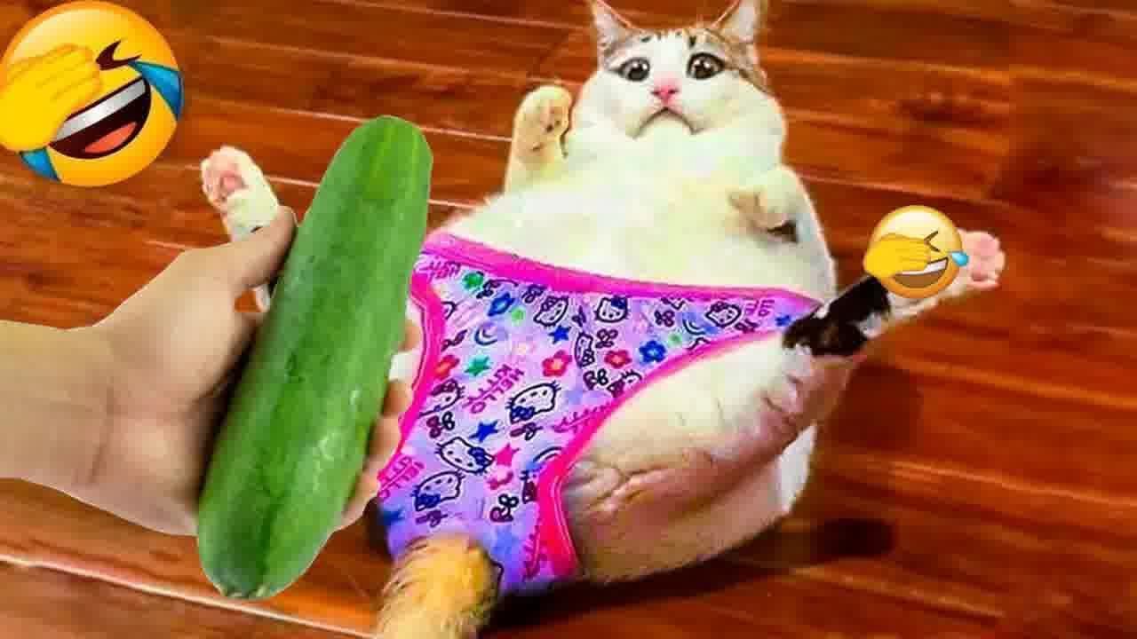 YOU LAUGH YOU LOSE🤣Best Funny Animals Video 2024😹🐕