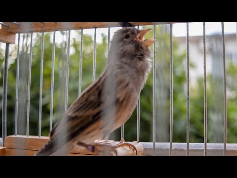 First Canary singing after molting 2021- Canary 's training song