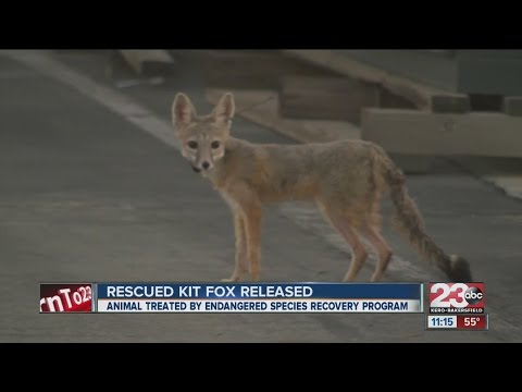 Rescued Kit Fox Released