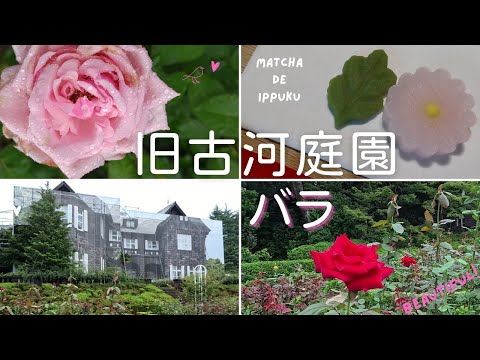 園芸 ボディニエカリカルプ、キャンディー低木