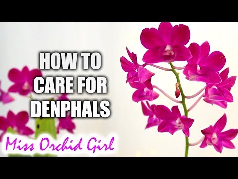 , title : 'How to grow Dendrobium Phalaenopsis Orchids successfully | Complete care guide'