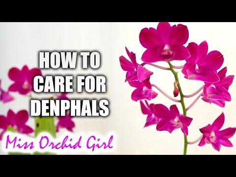 download lagu mp3 mp4 Dendrobium Phalaenopsis Care, download lagu Dendrobium Phalaenopsis Care gratis, unduh video klip Dendrobium Phalaenopsis Care