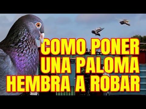 PA' LA PALOMA CAPACITA - TODO EN HEMBREO de PALOMAS con IRANSI