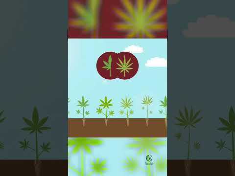 Hydroponics vs Soil The Ultimate Debate for Growing Cannabis