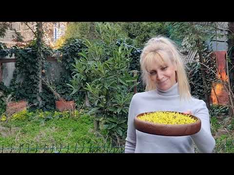 Veštičija leska (najbolji prirodni tonik za kožu)