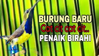 Download lagu Menaikan birahi lawan jika anda putar 3 menit saja , burung anda akan melawan mp3 Download lagu Menaikan birahi lawan jika anda putar 3 menit saja , burung anda akan melawan mp3