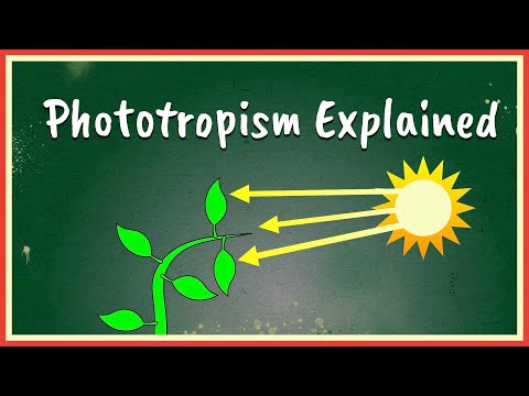 image-Why is my plant leaning towards the window?