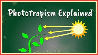 Phototropism Explained