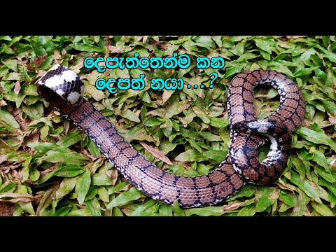 Sri Lankan Pipe snake ( DEPATH NAYA  /  WATAULLA )