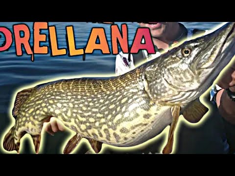 FISHING in ORELLANA // BIG PIKE EATS the SMALL ONE!!