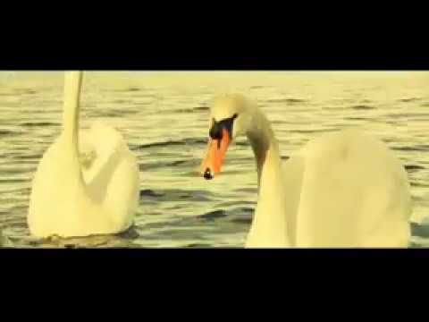 JUCEILA CARDOSO - BO JEITO (OFFICIAL VIDEO)