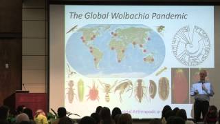 John Werren, Tuesday, February 10, 2015