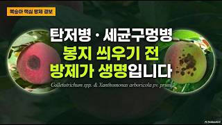 [농사정보] 복숭아_탄저병과 세균구멍병, 봉지 씌우기 전에 방제하세요.