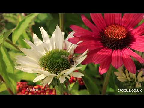 download lagu mp3 mp4 What Flowers To Plant In Late Summer, download lagu What Flowers To Plant In Late Summer gratis, unduh video klip What Flowers To Plant In Late Summer