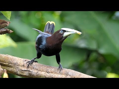 Chestnut-headed Oropendola in Costa Rica