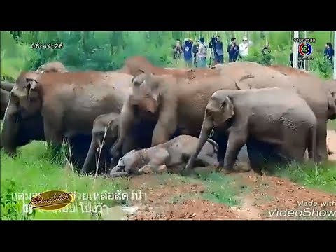 เพิ่มสมาชิกชาย สาวน้อยและไก่ดำ