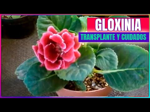 , title : 'Gloxinia  Sinningia speciosa cuidados y trasplante chuyito jardinero'