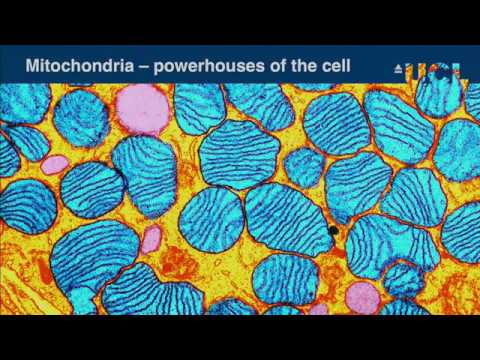 SFI Community Event - Nick Lane