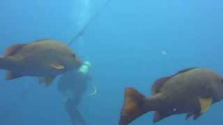 preview picture of video 'scuba dive with the red snappers'