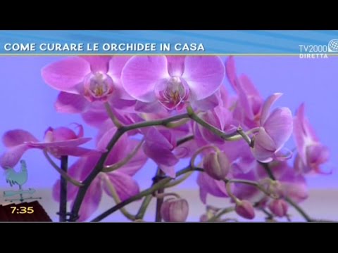Coefficiente di positivity a lyambliya Protozoa patogeno dysenteric ameba parassita malarico