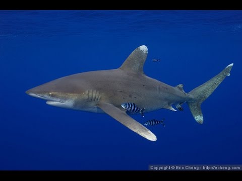 Oceanic White Tip Shark - Big Brother - 19th October 2015