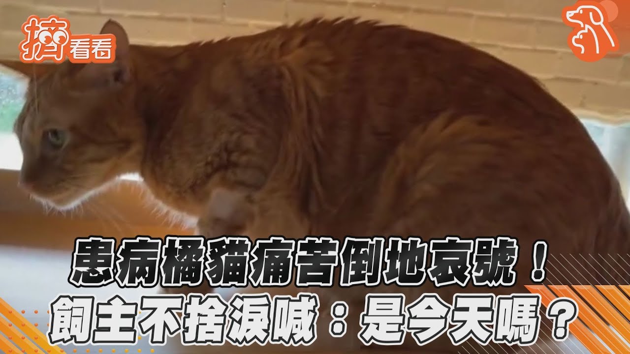 影音/患病橘貓痛苦倒地哀號! 飼主不捨淚喊:是今天嗎?