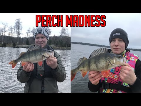 Perch Madness | Crazy Size Perches | feat. Team Skatebo
