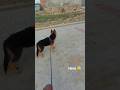 Max The Tax ️ Comedy Funny Love Germanshepherd Shortclips Max Dog Pets