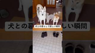 これだから犬との暮らしはやめられない #shorts