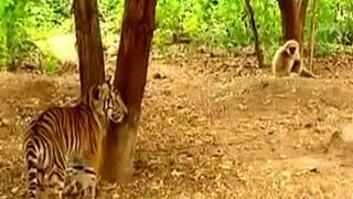 Tiger and Monkeys Popular Funny Video   Funny Monk