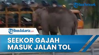 Seekor Gajah Liar Robohkan Pagar Beton Pembatas Tol Pekanbaru-Dumai Setinggi 2,4 Meter