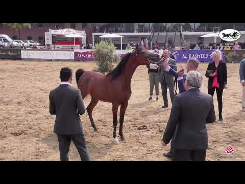 N 30 NATHAN K A   AH Weekend 2022   European C Show and SE Cup   Colts 2 Years Old Class 6